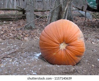 Giant Pumpkin In Garden