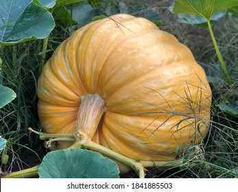 Giant Pumpkin Growing In Pumpkin Patch Still On The Vine