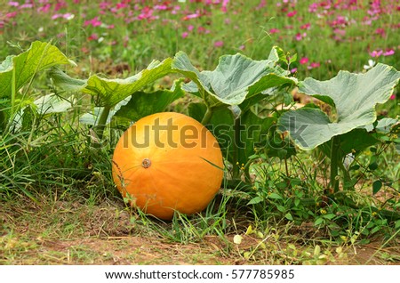 Giant pumpkin on the ground ready to harvest