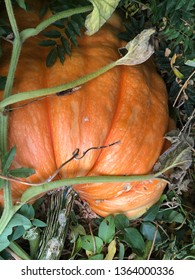 Giant Pumpkin On The Vine