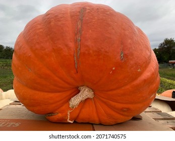 Giant pumpkin is an orange fruit of the squash Cucurbita maxima.