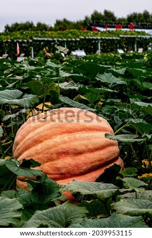 Giant Pumpkin-Exhibits of the 20th China Changchun International Agriculture and Food Expo