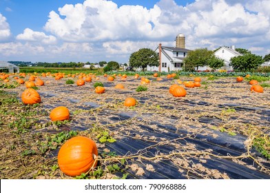 Giant Pumpkins In Amish Country In Pennsylvania, USA