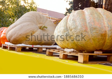Giant pumpkins display on stage at traditional holiday competition. “Pumpkin days” (“Dani ludaje ”) in Kikinda city from Vojvodina, Serbia.