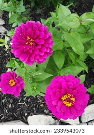 The Giant Purple Zinnia is a striking and vibrant flower with deep purple petals that add a touch of bold beauty to any garden.