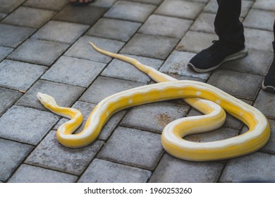 The Giant Python Is Lying On The Floor In The Weekend Reptile Show.