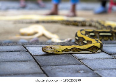 The Giant Python Is Lying On The Floor In The Weekend Reptile Show.