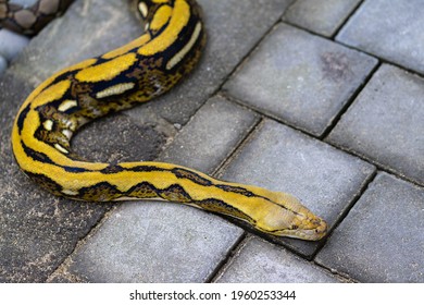 The Giant Python Is Lying On The Floor In The Weekend Reptile Show.