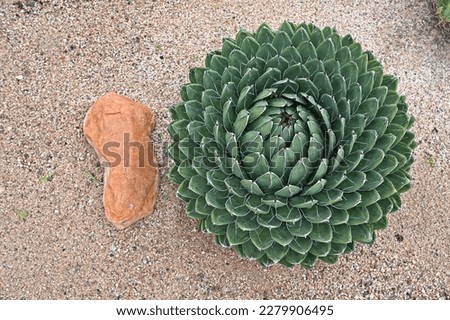 A Giant Queen Victoria Agave seen from above, with a stone beside Foto stock © 