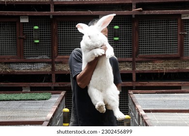 Giant Rabbit or Continental Giant Rabbit seen at farm in Lembang, West Java
