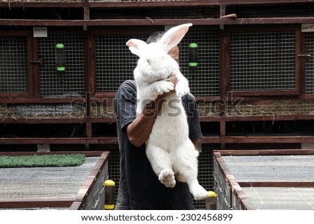 Giant Rabbit or Continental Giant Rabbit seen at farm in Lembang, West Java