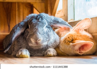 Giant Rabbitfennec Fox Isolate On Background Stock Photo 1111441388 ...