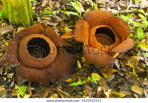 Giant Rafflesia Flowers Sabah Growing Host Stock Photo 1435935515