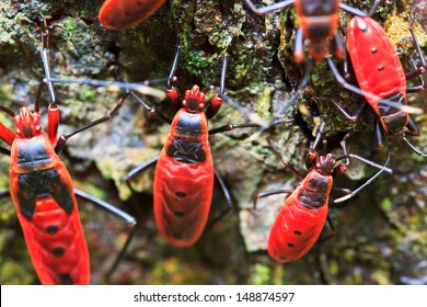 Giant Red Bug Rainforest Insects In Thailand