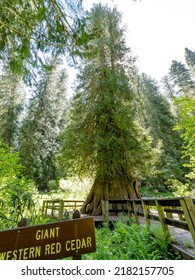 Giant Red Cedar Tree And Sign Near Elk River Idaho