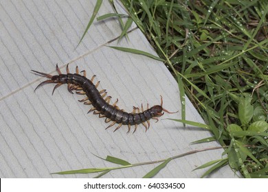 The Giant red Centipede dangerous in the Garden.