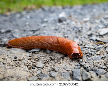 Giant Red Forest Slug Close-up