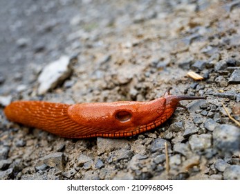 Giant Red Forest Slug Close-up