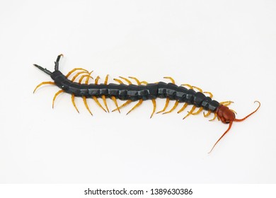 Giant Red-headed North American Centipede (Scolopendra heros)