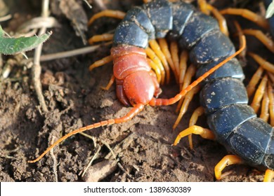 Giant Red-headed North American Centipede (Scolopendra heros)