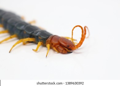 Giant Red-headed North American Centipede (Scolopendra heros)