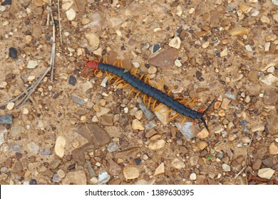 Giant Red-headed North American Centipede (Scolopendra heros)