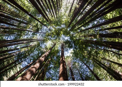 Giant redwood forests only exist in California where they thrive in the moist, humid, foggy coastal climate. California redwoods can grow over 350 ft tall and live to 2000 years old.