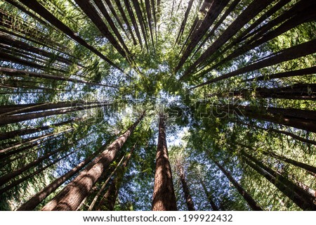 Giant redwood forests only exist in California where they thrive in the moist, humid, foggy coastal climate. California redwoods can grow over 350 ft tall and live to 2000 years old.