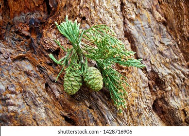 Giant Redwood Green Cones Or Sequoiadendron Giganteum Cones Or Green Cone Of Giant Sequoia On The Branch.