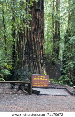 Giant Redwood Tree at Armstrong Woods State Park