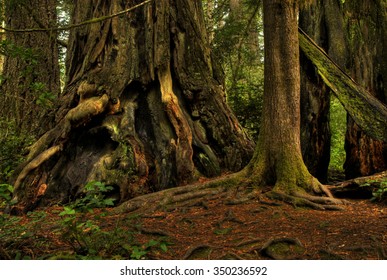 A Giant Redwood Tree In A Lush, Magical Forest.