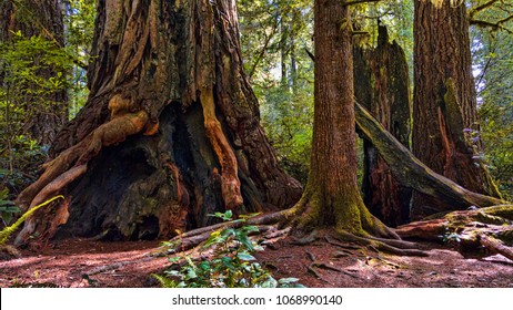 Giant redwood trees in a Humboldt forest, California.