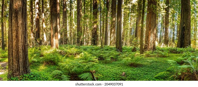 Giant Redwood trees in the Redwood National and State Parks, Avenue of the Giants, California - Powered by Shutterstock