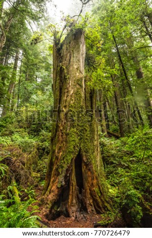 Similar – Image, Stock Photo Big old trunk in rainforest on Vancouver island, Canada