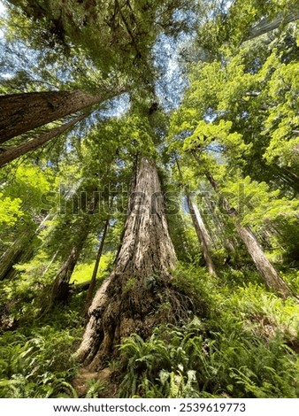 Similar – Image, Stock Photo Big old trunk in rainforest on Vancouver island, Canada