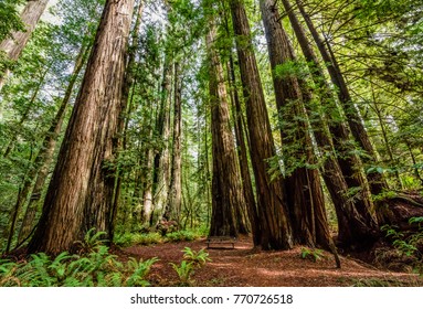 Giant Redwood trees in Tall Trees Grove, Redwood National Park, California