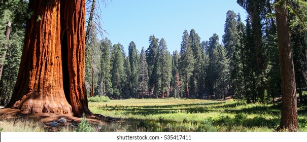 Giant Redwoods 