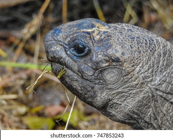 Giant reptile portrait. Tortoise - Shutterstock ID 747853243