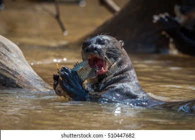 Giant River Otters High Res Stock Images Shutterstock