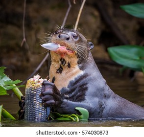 Giant River Otter Of Brazil