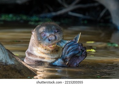 Giant River Otter Eating Fish In Pantanal Close Up