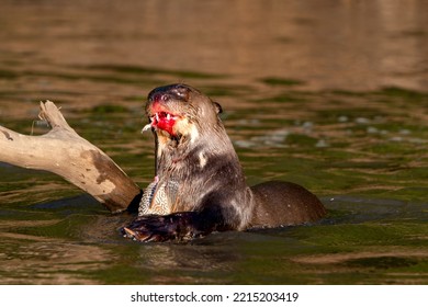 Giant River Otter Eating Fish In Pantanal Close Up