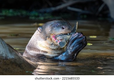 Giant River Otter Eating Fish In Pantanal Close Up