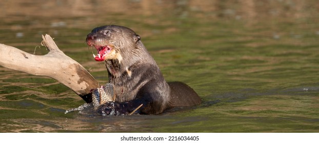 Giant River Otter Eating Fish In Pantanal Close Up