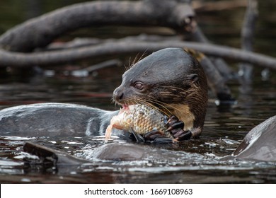 Amazon River Otter High Res Stock Images Shutterstock