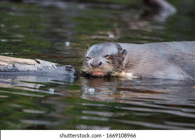 Amazon River Otter High Res Stock Images Shutterstock