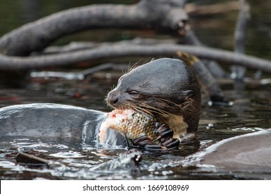 Amazon River Otter High Res Stock Images Shutterstock