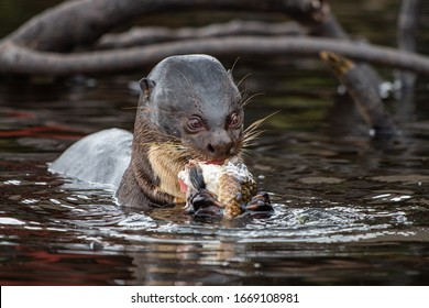 Amazon River Otter High Res Stock Images Shutterstock