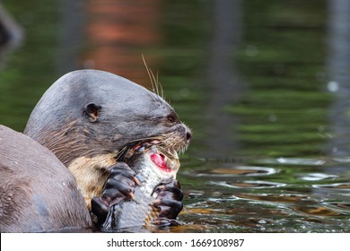 Amazon River Otter High Res Stock Images Shutterstock