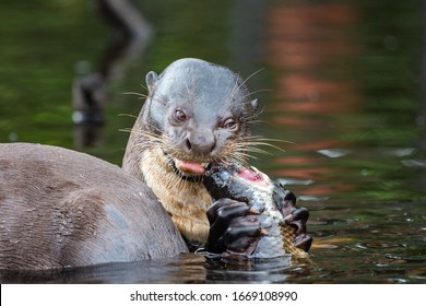 Amazon River Otter High Res Stock Images Shutterstock